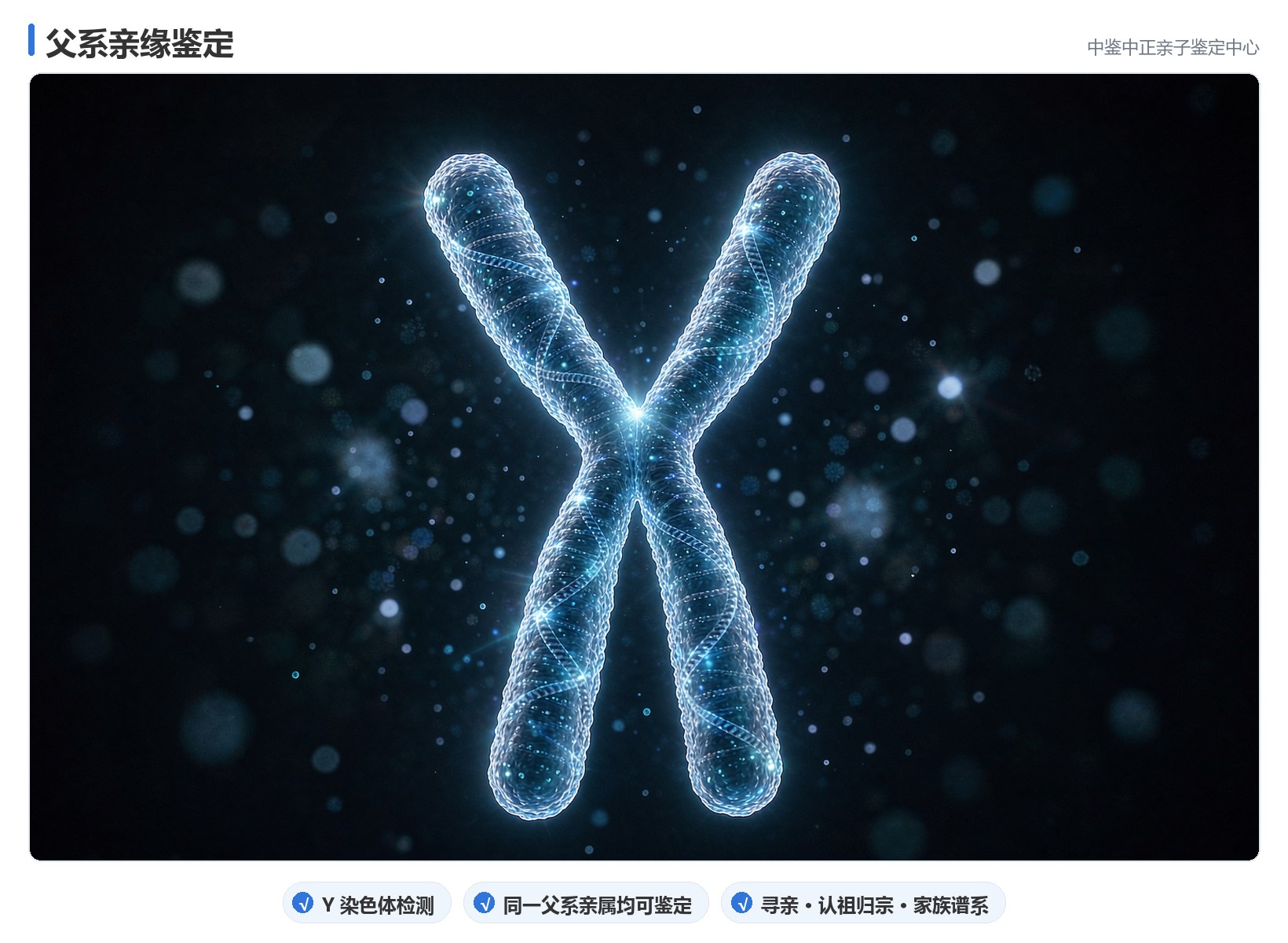 Y 染色体的传递规律