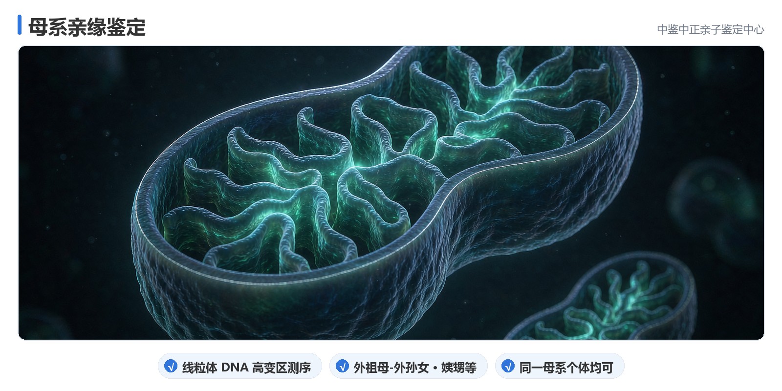 线粒体 DNA 的传递规律